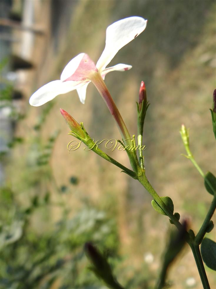 Inflorescence-Dichasial cyme